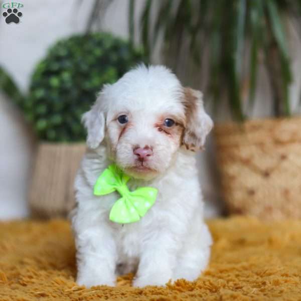 Maxime, Yorkie Poo Puppy